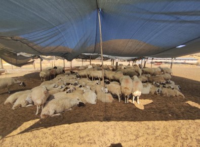 Elazig'da Çiftçiler 40 Bin Lira Maasa Çoban Bulunmuyor