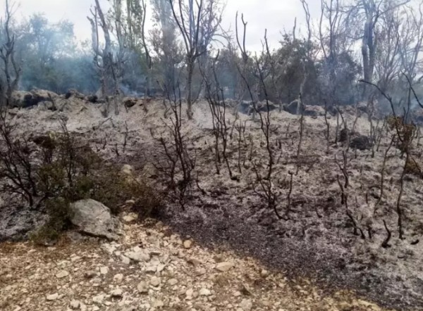 Bursa’da orman yangını! Rüzgarın etkisiyle hızla ilerliyor