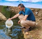 Amasya'da Üretilen Yavru Sazanlar Trabzon'da Göllere Birakildi Haberi