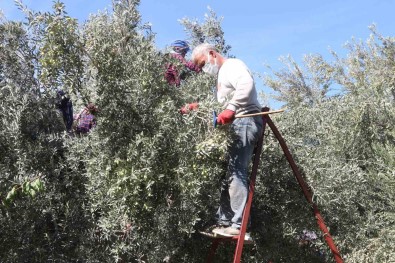 Mut'ta Zeytin Hasadi Basladi