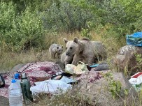 Nemrut'ta Ayilar Piknikçilerin Sofrasina Oturdu