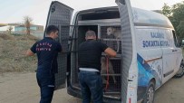 Turgutlu'da Dere Yataginda Mahsur Kalan Köpek Kurtarildi Haberi
