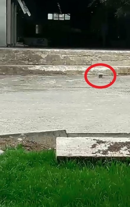 Ankara Halk Ekmek Fabrikası’nda bakterili ekmek skandalı! Fabrika çalışanı hepsini anlattı: Bilerek yedirdiler!