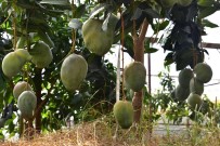 Alanya'da Avokado Ve Mango Temali Tropik Meyve Festivali Basliyor Haberi