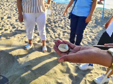 Alanya'da Caretta Caretta Yuvalarindaki Yumurtalar Tek Tek Kontrol Edildi
