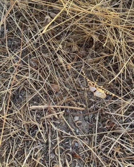 Bir ısırığı bile öldürüyor! O ilimizde görüldü!