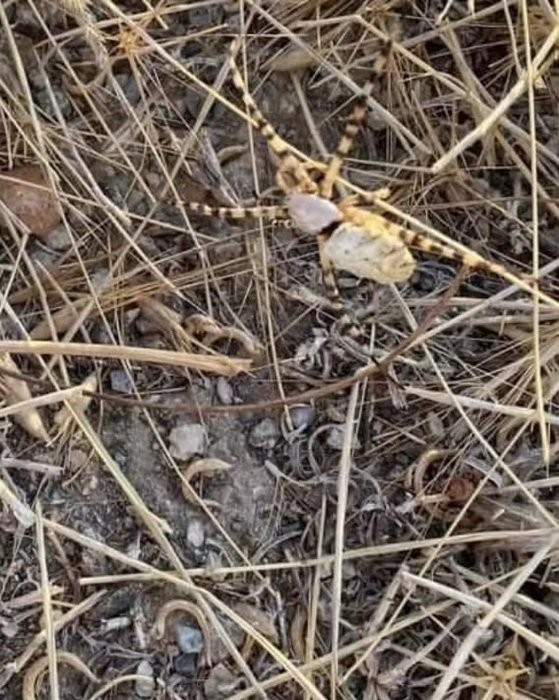 Bir ısırığı bile öldürüyor! O ilimizde görüldü!