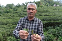 Çay Üreticilerinden 'Çayda Budama' Islemine Tepki