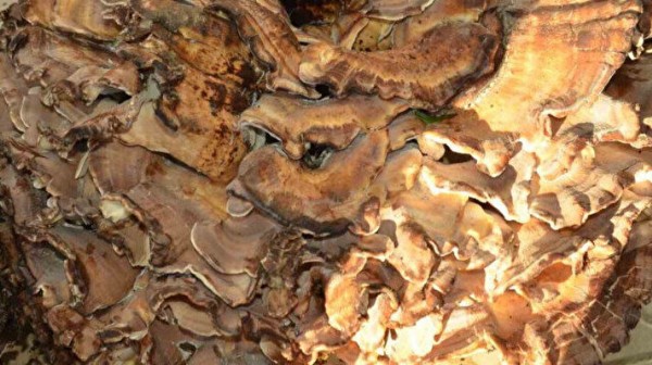 Ormanda gezerken buldu: Gören satın almak istiyor