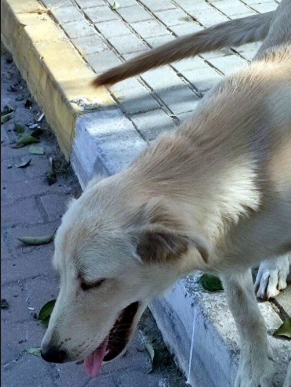 Avcılar'da vahşet: Sokak hayvanları feci şekilde katledildi