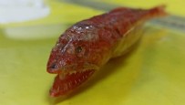 Kızıldeniz'de yaşayan balık türü ilk kez Akdeniz'de görüldü: Yırtıcı ve saldırgan