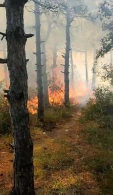 İstanbul'da orman yangını! Dumanlar birçok noktada görülüyor