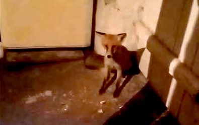 Aç Kalip Eve Dalan Tilkiyi Beslediler