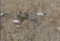 Karsilastiklari Ayiya Yiyecek Biraktilar