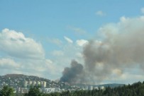 Maltepe'de orman yangını