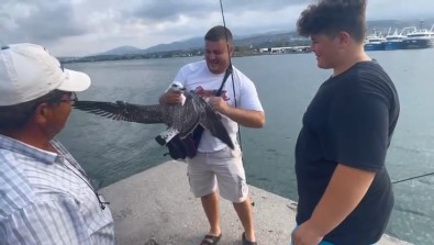 Balikçilarin Oltasina Bu Kez Balik Degil Marti Takildi