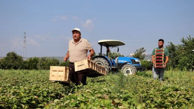 Çiftçiye can suyu oldu! 68 milyon lira hibe desteği...