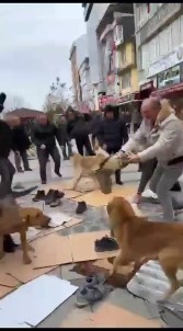 Kavga Eden Basibos Köpekler Cuma Cemaatinin Arasina Daldi
