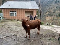 Türkiye-Gürcistan Sinirinda Firari Inek Alarmi