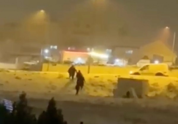 CHP’li belediyede sokak hayvanlarına vahşet: İğneyle uyutup ormanlık alana attılar!