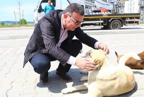 CHP’li belediyede sokak hayvanlarına vahşet: İğneyle uyutup ormanlık alana attılar!