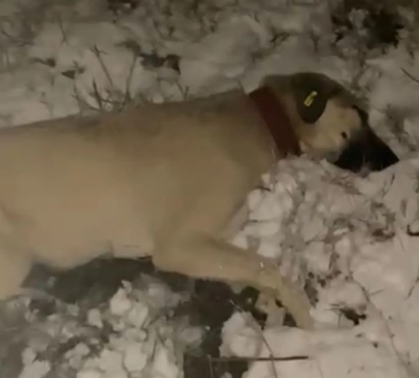 CHP’li belediyede sokak hayvanlarına vahşet: İğneyle uyutup ormanlık alana attılar!