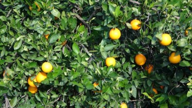 Bahçede 3 TL, Markette 45 TL