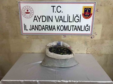 Efeler'de Bir Bahçeden 300 Kilo Zeytin Çalindi