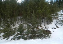 Posof'ta Kar Yagisi Etkili Oluyor Haberi