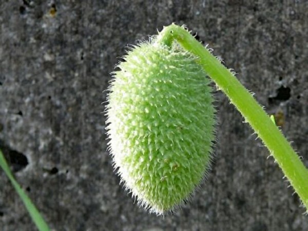 36 kilometre hızla salgı fışkırtıyor: Canını seven uzak dursun: 2 gramı bile öldürmeye yetiyor