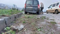 Samsun'da Trafik Kazasi