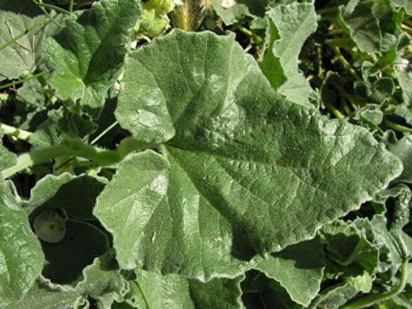 36 kilometre hızla salgı fışkırtıyor: Canını seven uzak dursun: 2 gramı bile öldürmeye yetiyor