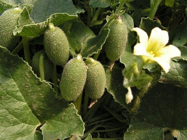 36 kilometre hızla salgı fışkırtıyor: Canını seven uzak dursun: 2 gramı bile öldürmeye yetiyor