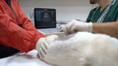 Bandirma Belediyesi Patili Dostlarin Yaninda