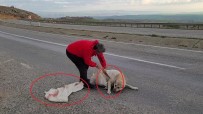 Vicdansizligin Böylesi Açiklamasi Torba Içine Koyulan Köpek Ölüme Terk Edildi