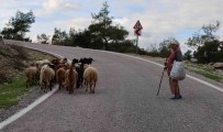 Çobanlik Meslegi De Unutulmaya Yüz Tuttu