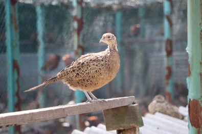 Iki Yilda 2 Binden Fazla Sülün Dogaya Birakildi
