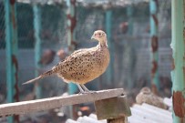 Iki Yilda 2 Binden Fazla Sülün Dogaya Birakildi