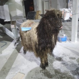 Trabzon'un Arakli Ilçesinde Kurt Dehseti Sürüyor