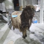 Trabzon'un Arakli Ilçesinde Kurt Dehseti Sürüyor