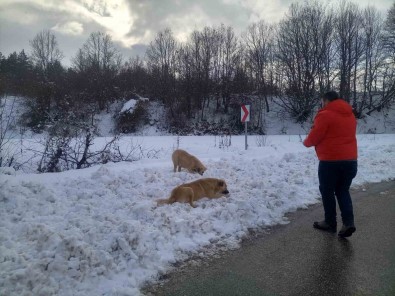 Zorlu Hava Sartlarinda Sokak Hayvanlarini Unutmuyorlar
