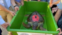 Caretta Caretta 'Lara Baris' 1,5 Yilda 4 Bin Kilometre Yol Kat Etti