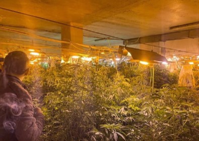 Kullanilmayan Is Yerinde 500 Kök Hint Keneviri Ele Geçirildi