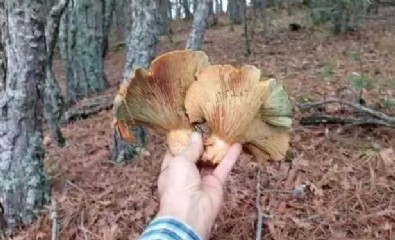 Bedavadan köşeyi döndü! Günlük geliri 5000 TL'ye yükseldi