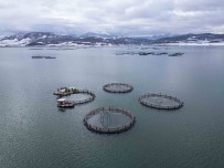 Denize Kiyisi Olmayan Tokat, Dünyanin En Büyük Pazarlarina Somon Ihraç Ediyor