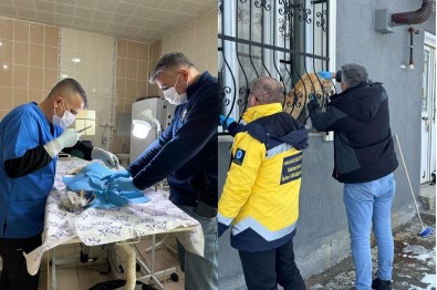 Hakkari'de Sahipsiz Kediler Tedavi Altina Alindi