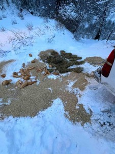 Yiyecek Bulamayan Yaban Hayvanlarina Vatandastan Yardim Eli