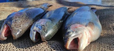 Yozgat'ta Balikçilara Yönelik 504 Denetim Gerçeklestirildi