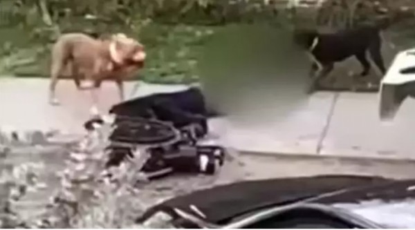 Pitbull dehşeti! Tekerlekli sandalyeli adamı düşürüp ısırmaya başladılar