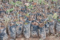 Bakan Yumakli, Telefon Baglantisiyla Siirt'te 100 Bin Fidan Dagitim Törenine Katildi